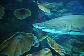 Hai, Dubai Aquarium im Einkaufszentrum Dubai Mall, Dubai, VAE, Vereinigte Arabische Emirate, Vorderasien, Asien