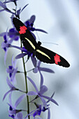 Close up of a postman butterfly, Heliconius melpomene, butterfly house, Botanic garden, Munich, Bavaria, Germany