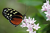 Kleiner Monarch, Danaus chrysippus, Schmetterlingshaus, Botanischer Garten, München, Bayern, Deutschland