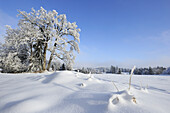 Verschneite Eichen, Oberbayern, Bayern, Deutschland