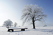 Snow covered oak tree with snow covered trailer, Upper Bavaria, Bavaria, Germany