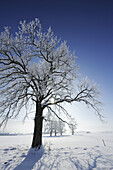 Snow covered oak tree, Upper Bavaria, Bavaria, Germany