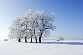 Snow covered oak trees, rural surrounding and Bavarian foothills in the background, Upper Bavaria, Bavaria, Germany