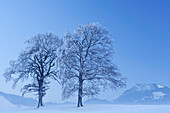 Zwei verschneite Eichen, Breitenstein im Hintergrund, Mangfalltal, Bayerische Voralpen, Oberbayern, Bayern, Deutschland