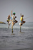 Stilt Fishermen in Koggala, Sri Lanka