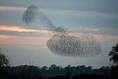 Starling Sturnus vulgaris flock en masse at roost site at dusk  Scotland  December 2008