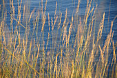 Blur, Color, Colour, Grass, Motion, Seattle, Vegetation, Water, West, G34-882553, agefotostock 