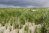 Dalmation, Eckzahn, Gras, Grün, Hund, Hunde, Lang, Strand, Strände, Washington, Weiß, G34-916430, agefotostock 