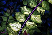 Bush, Leaf, Stem, Vegetation, G34-924953, agefotostock 