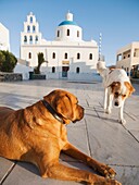 Dog rests in miain square in Oia, Santorini, Greece