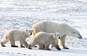 Polar Bear  Ursus maritimus) with cubs, Churchill, Canada  November 2005)