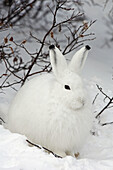 Artic Hare  Lepus arcticus), Churchill, Canada  November 2005)