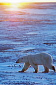Polar Bear  Ursus maritimus), Churchill, Canada  November 2005)