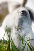 close up of horse eating grass