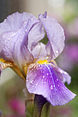 Bearded Iris with raindrops, Boston, Massachusetts, USA