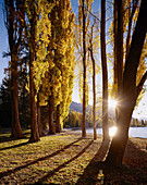 Autumn poplars Lake Wanaka Central Otago New Zealand
