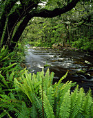 Catlins River Catlins Forest Park Southland New Zealand