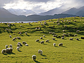 Sheep grazing near Lake Te Anau New Zealand