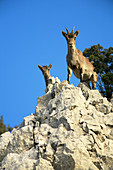 Spanish Ibex  Capra pyrenaica). Spain