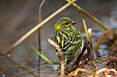 European Serin  Serinus serinus)