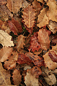 Portuguese Oak  Quercus faginea) dried leaves