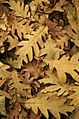 Pyrenean Oak  Quercus pyrenaica) fallen leaves