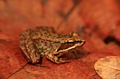 Amphibian, Cáceres, Iberian frog, Long-legged frog, Rana iberica, Spain, Valle de la vera, J66-923819, agefotostock 