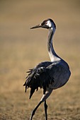 Grulla común Grus grus  Gallocanta