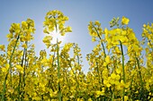 Oilseed rape Brassica napus close up against sky with sun as backlight, lensflare  Bararia, Germany, Europe