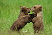 Two young Brown Bears Ursus arctos playing in grassy meadow