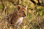 Lion cub Panthera leo, Masai Mara National Reserve, Kenya