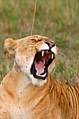Lioness Panthera leo, Masai Mara National Reserve, Kenya