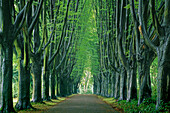 Hornbeam alley at a cemetery, Dortmund, North Rhine-Westphalia, Germany