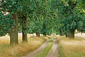 Oak alley, Brandenburg, Germany