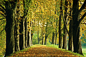 Chestnut alley, Münsterland, North Rhine-Westphalia, Germany