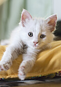 weiße Katze, Hauskatze, Kätzchen