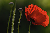 Red poppies in the garden, Germany, Europe