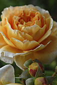 Nahaufnahme von gelber Rosenblüte und Knospen