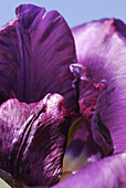 Deep purple garden tulip