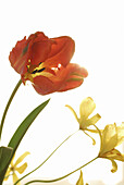 Parrot tulip and wild tulips in front of white background