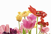 Bunch of fully blooming garden tulips in front of white background
