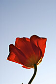 Fully blooming red garden tulip in front of clear sky