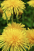 Close up of yellow flowers of dandelion