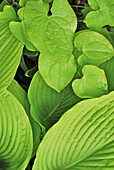 Grüne Blätter von Funkie und Elfenblume