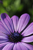 Close up of violet osteospermum