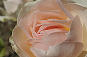 Zart rosa Rose Charance im Rosengarten, Domaine de Charance, Gap, Haute Provence, Frankreich, Europa