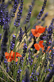 Blühender Lavendel und Mohnblumen, Felder in den Baronnies, Haute Provence, Frankreich, Europa
