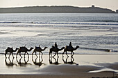 Kamel Karawane am Strand, Essouira, Morokko, Afrika