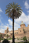 Palm tree in front of cathedral Maria Santissima Assunta, Square Piazza Cattedrale, Palermo, Province Palermo, Sicily, Italy, Europe