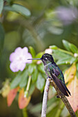 Magnificent Hummingbird male, Eugenes fulgens, Cerro de la Muerte, Costa Rica, Central America